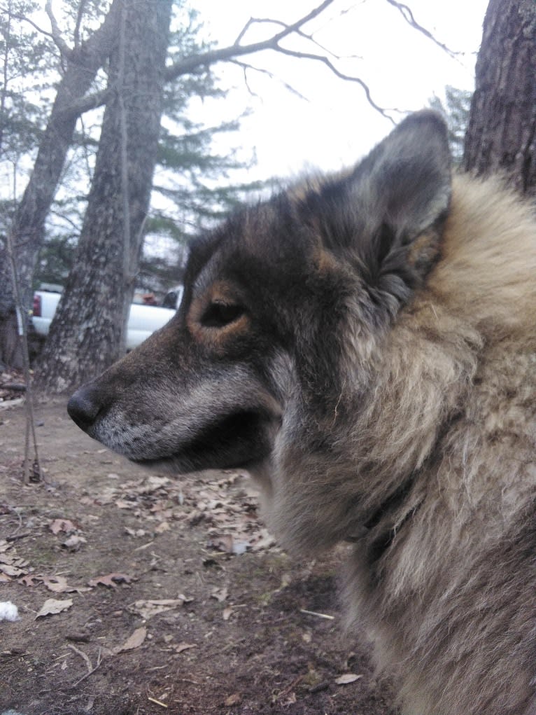 Wolf, a Siberian Husky tested with EmbarkVet.com