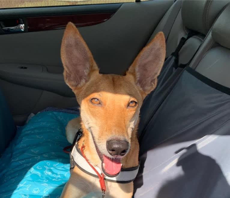 Banbury Cross Mochi, a Carolina Dog tested with EmbarkVet.com