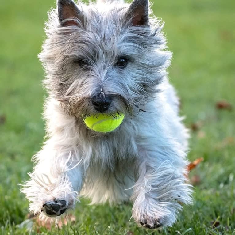 Cooper, a Cairn Terrier tested with EmbarkVet.com