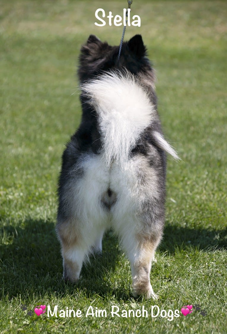 Stella, a Siberian Husky and Pomeranian mix tested with EmbarkVet.com