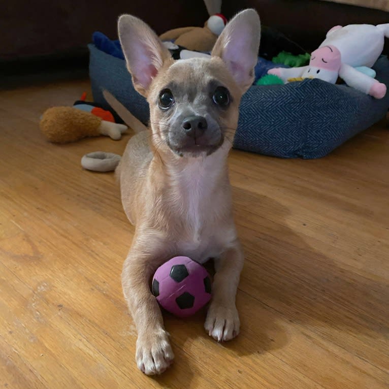 Kirby, a Chihuahua and Poodle (Small) mix tested with EmbarkVet.com