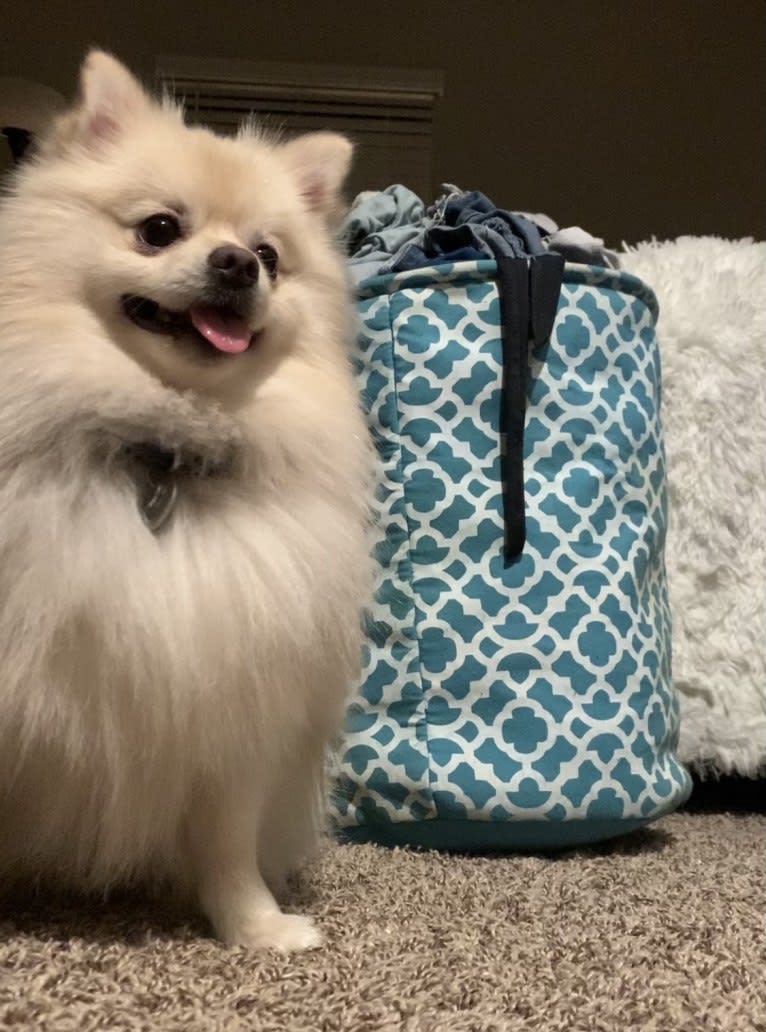 Koda, a Pomeranian tested with EmbarkVet.com