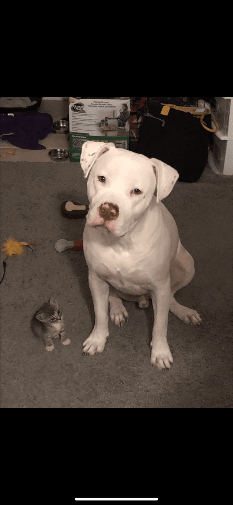 Lincoln, an American Bulldog and American Pit Bull Terrier mix tested with EmbarkVet.com