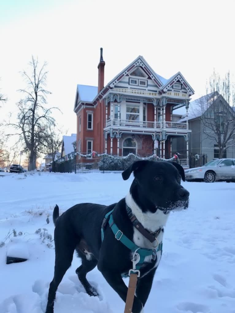 Ralph, an Australian Cattle Dog and American Pit Bull Terrier mix tested with EmbarkVet.com