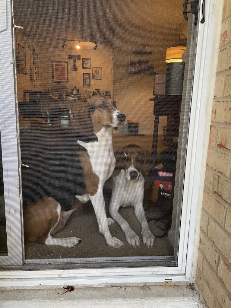 Roxy, a Treeing Walker Coonhound tested with EmbarkVet.com