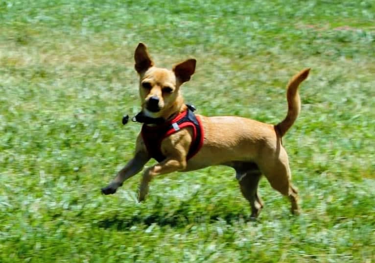 Chuck, a Chihuahua and Pomeranian mix tested with EmbarkVet.com