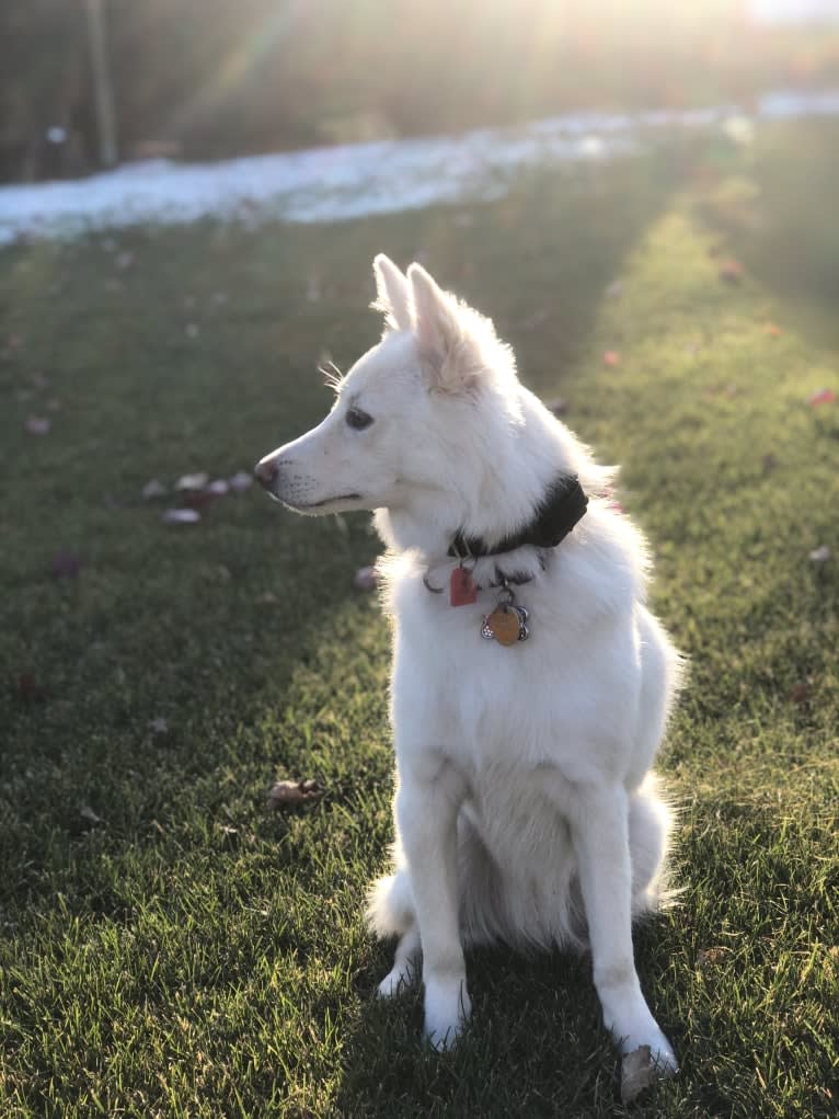 Kia, a German Shepherd Dog and Siberian Husky mix tested with EmbarkVet.com