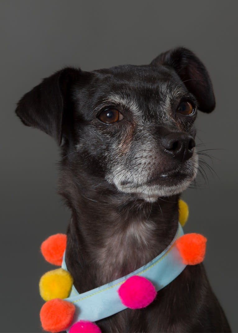 Penny, a Pug and Poodle (Small) mix tested with EmbarkVet.com