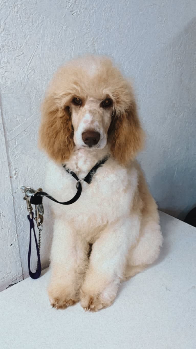 Togan, a Poodle (Standard) tested with EmbarkVet.com