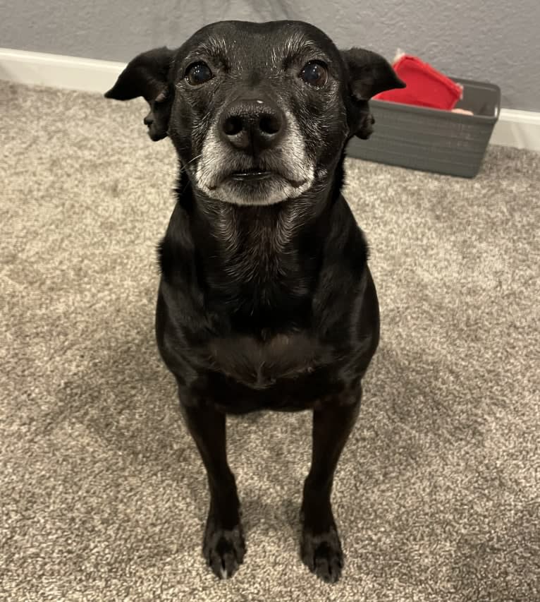 Emmie, a Labrador Retriever and Miniature Schnauzer mix tested with EmbarkVet.com