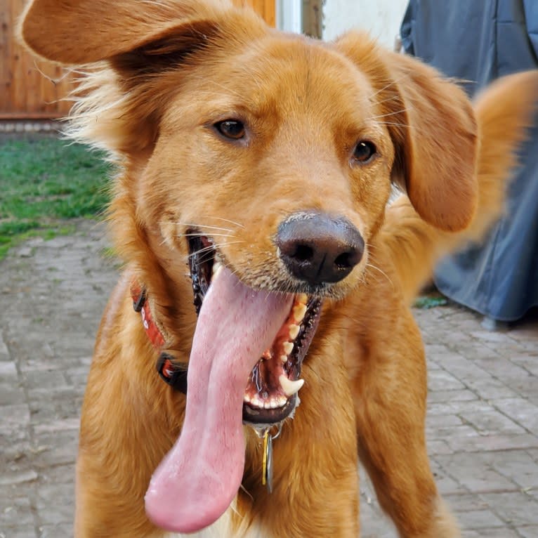 Noodle, a German Shepherd Dog and Doberman Pinscher mix tested with EmbarkVet.com