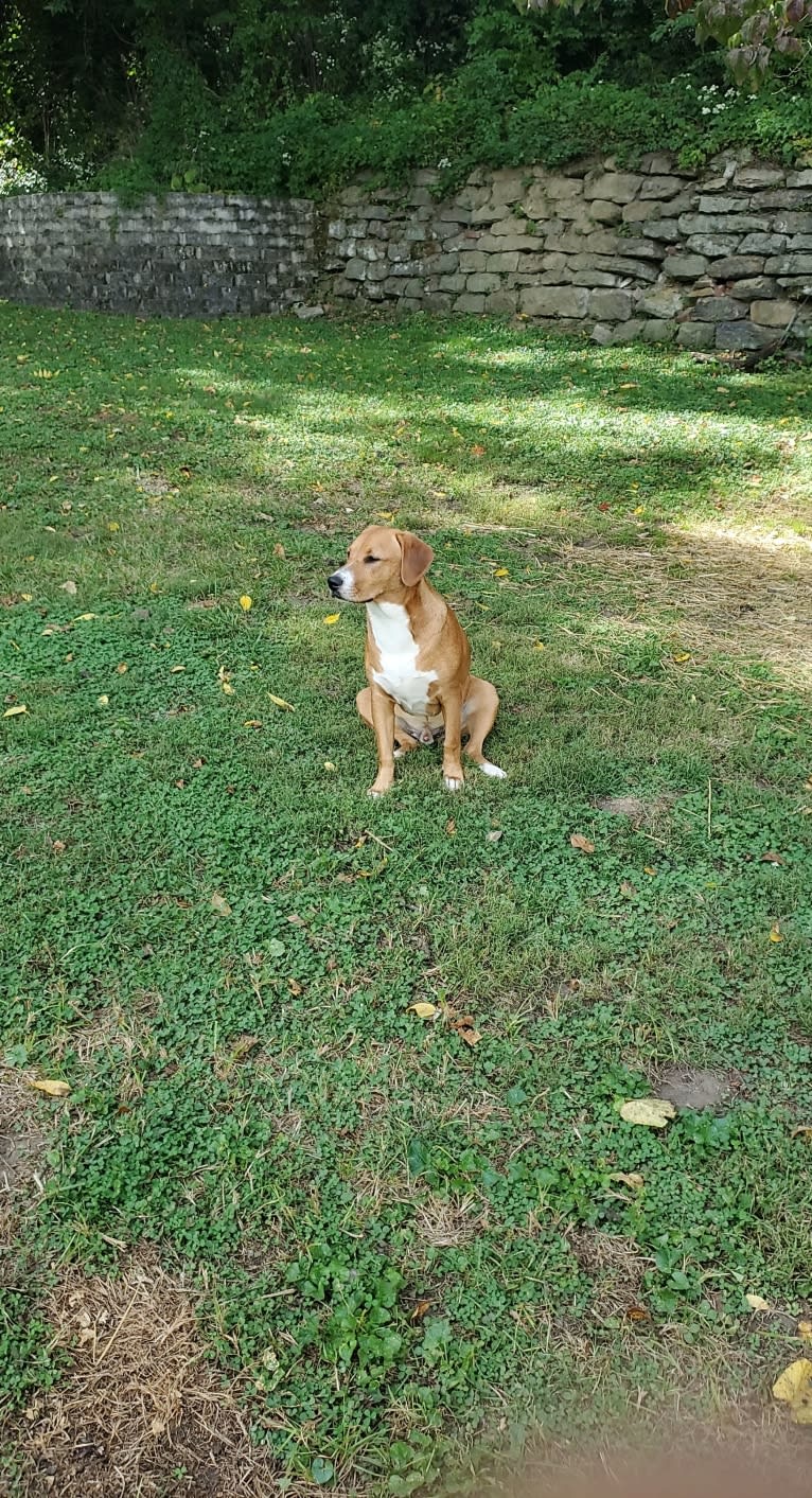 Rollo, an American Pit Bull Terrier and Labrador Retriever mix tested with EmbarkVet.com