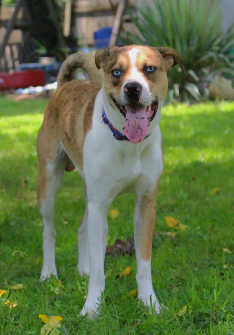 Thor, a Boston Terrier and Siberian Husky mix tested with EmbarkVet.com