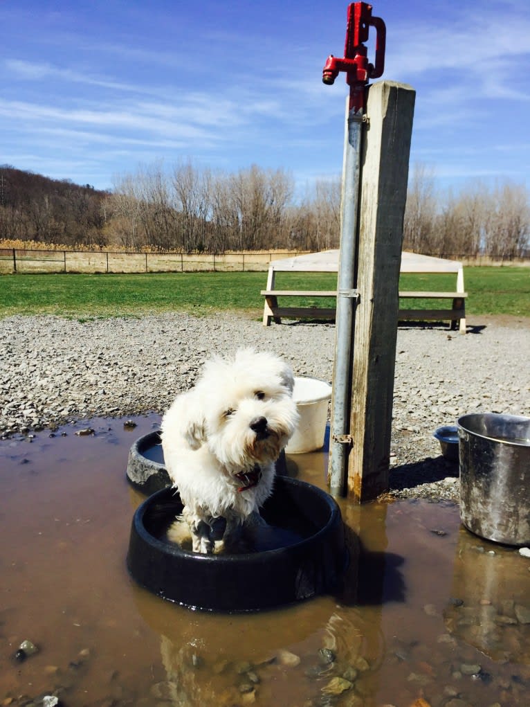 Bastien, a Havanese tested with EmbarkVet.com