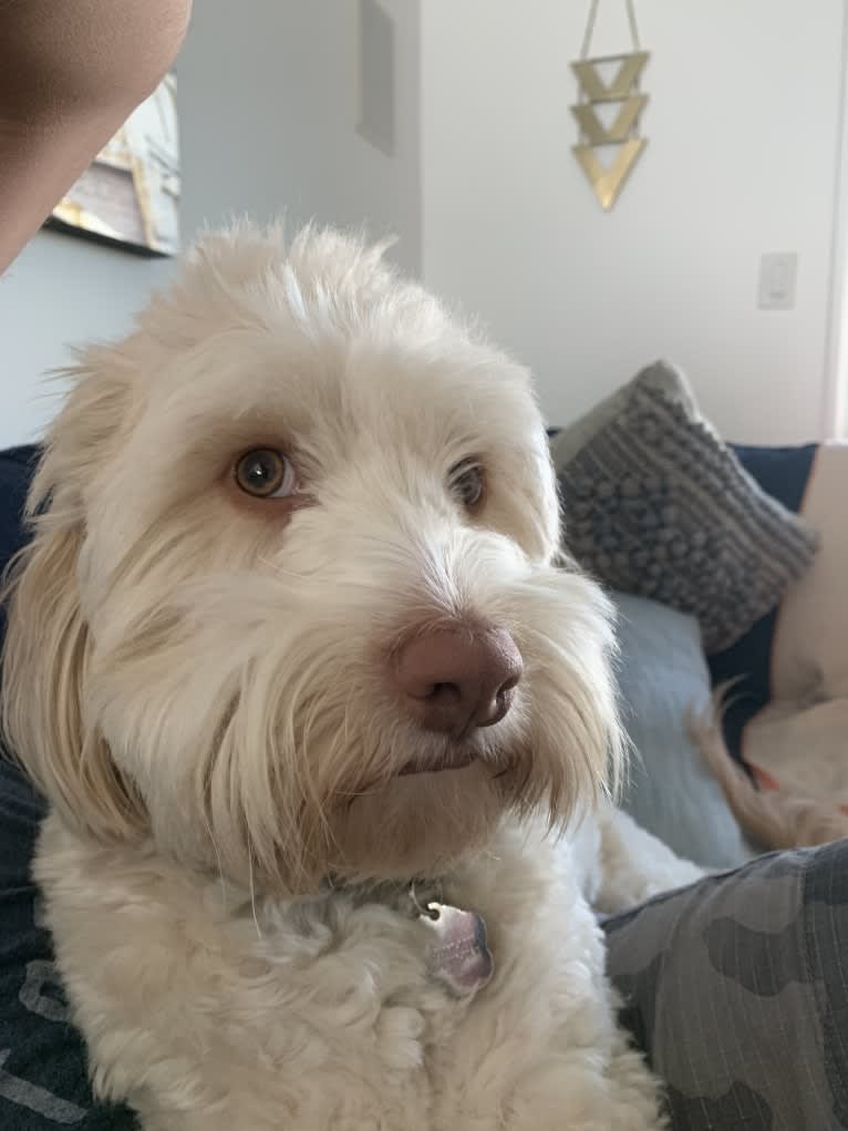 Toby-Joe, a Cocker Spaniel and Bichon Frise mix tested with EmbarkVet.com