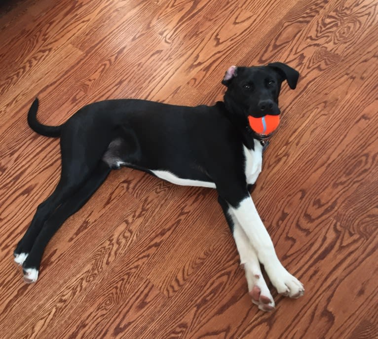 Max, a Staffordshire Terrier and Rottweiler mix tested with EmbarkVet.com