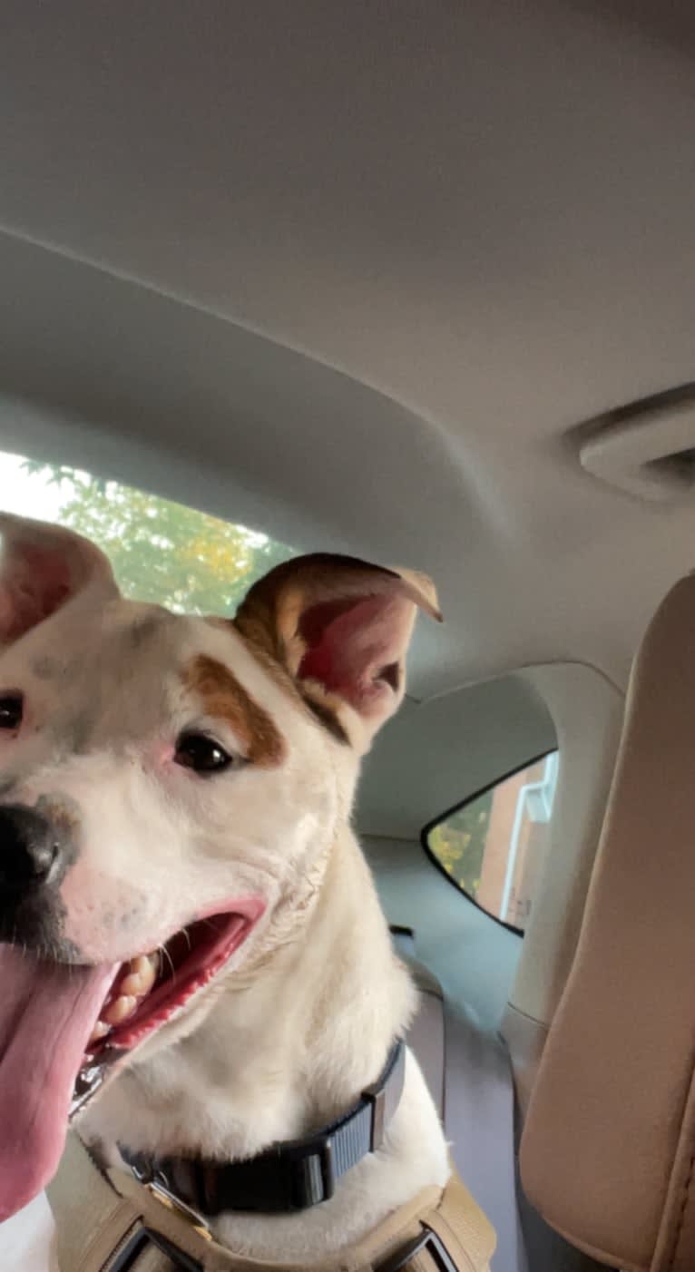 Moose, an American Pit Bull Terrier and German Shepherd Dog mix tested with EmbarkVet.com