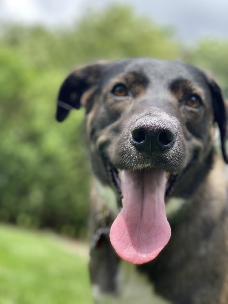 Lola, a Great Dane and Australian Cattle Dog mix tested with EmbarkVet.com