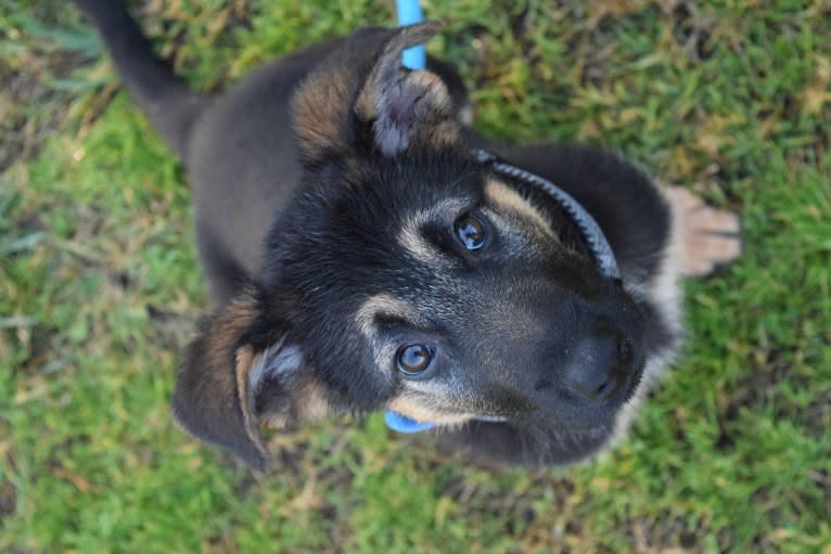 Gunther, a German Shepherd Dog and Labrador Retriever mix tested with EmbarkVet.com