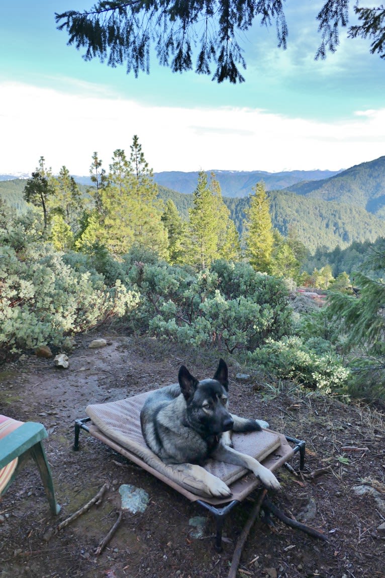 Kodiak, a Caucasian Ovcharka and German Shepherd Dog mix tested with EmbarkVet.com