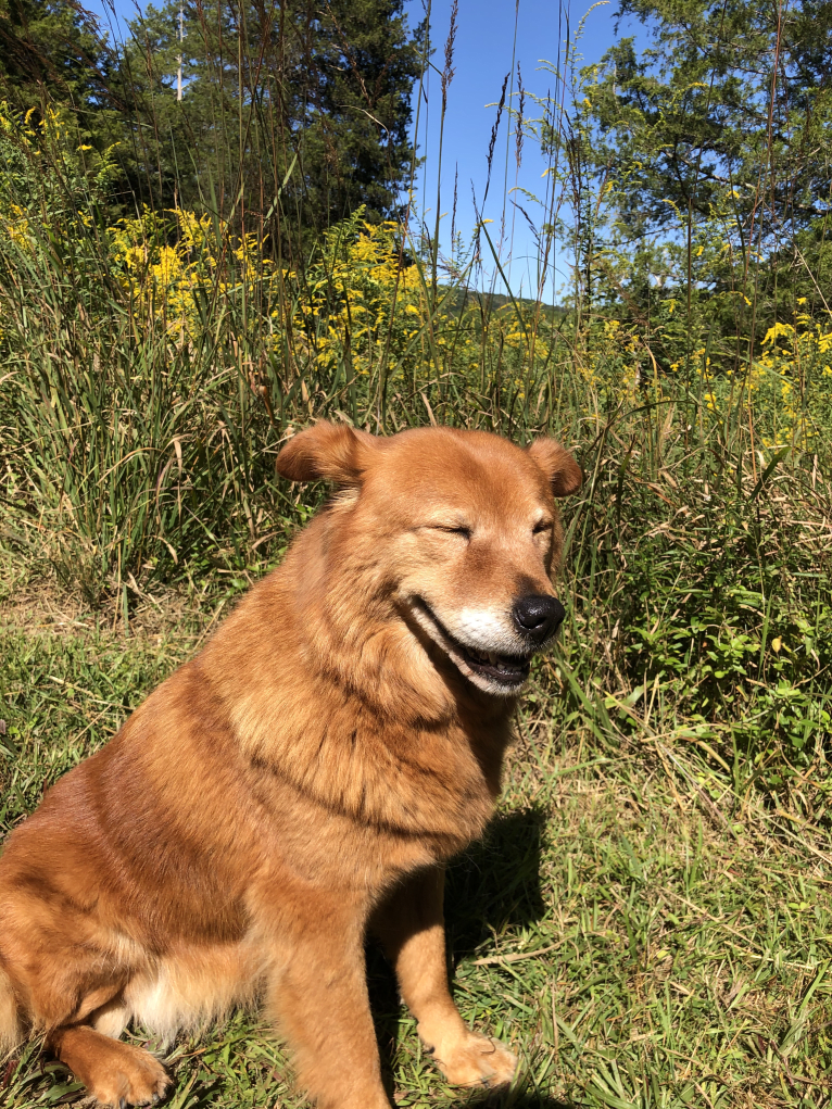 Sunny, a Chow Chow and Australian Cattle Dog mix tested with EmbarkVet.com