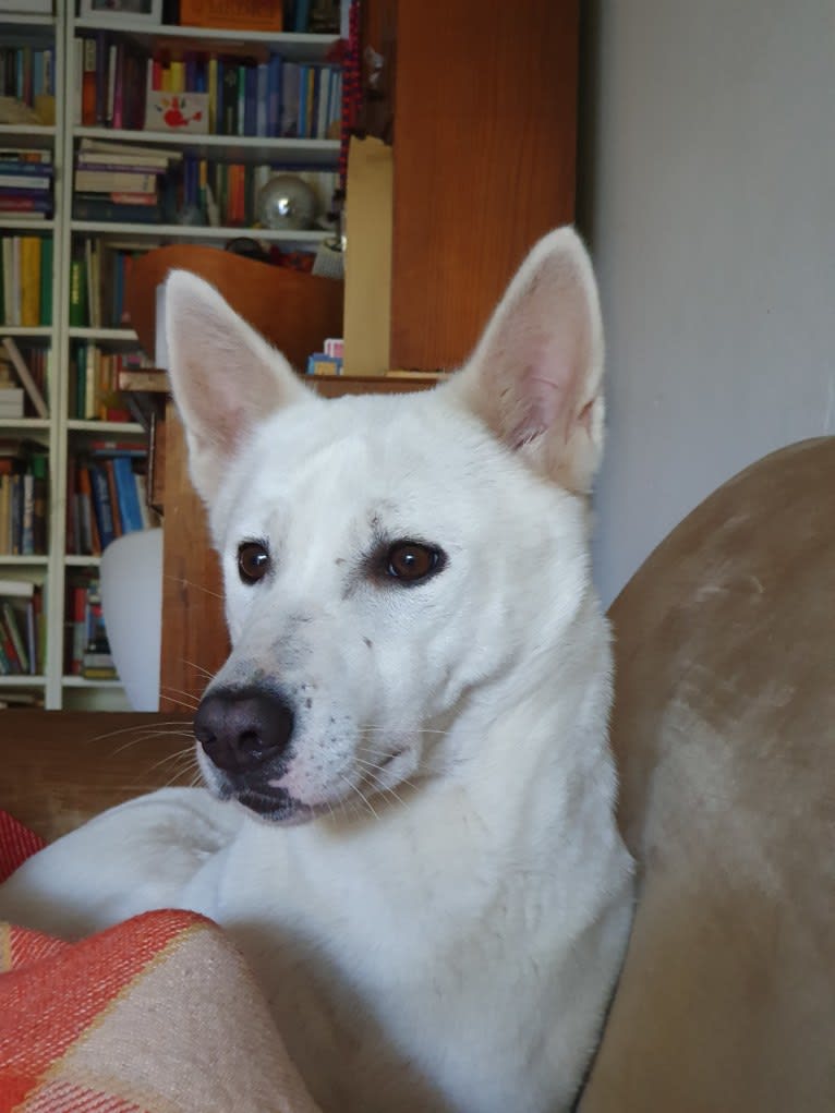 Suri, a Canaan Dog tested with EmbarkVet.com