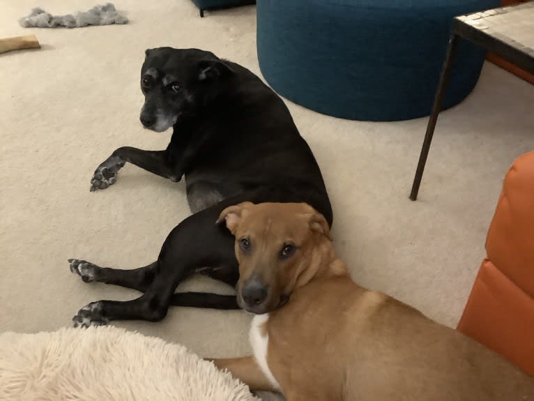 Job, an American Pit Bull Terrier and Boxer mix tested with EmbarkVet.com