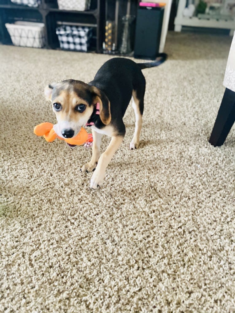 Star, a Beagle and Chihuahua mix tested with EmbarkVet.com