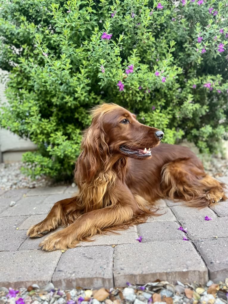 Keely, an Irish Setter tested with EmbarkVet.com