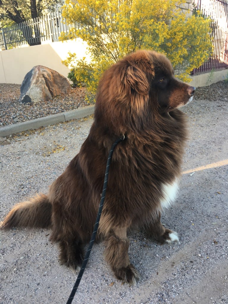 Rosey, a Newfoundland and Siberian Husky mix tested with EmbarkVet.com