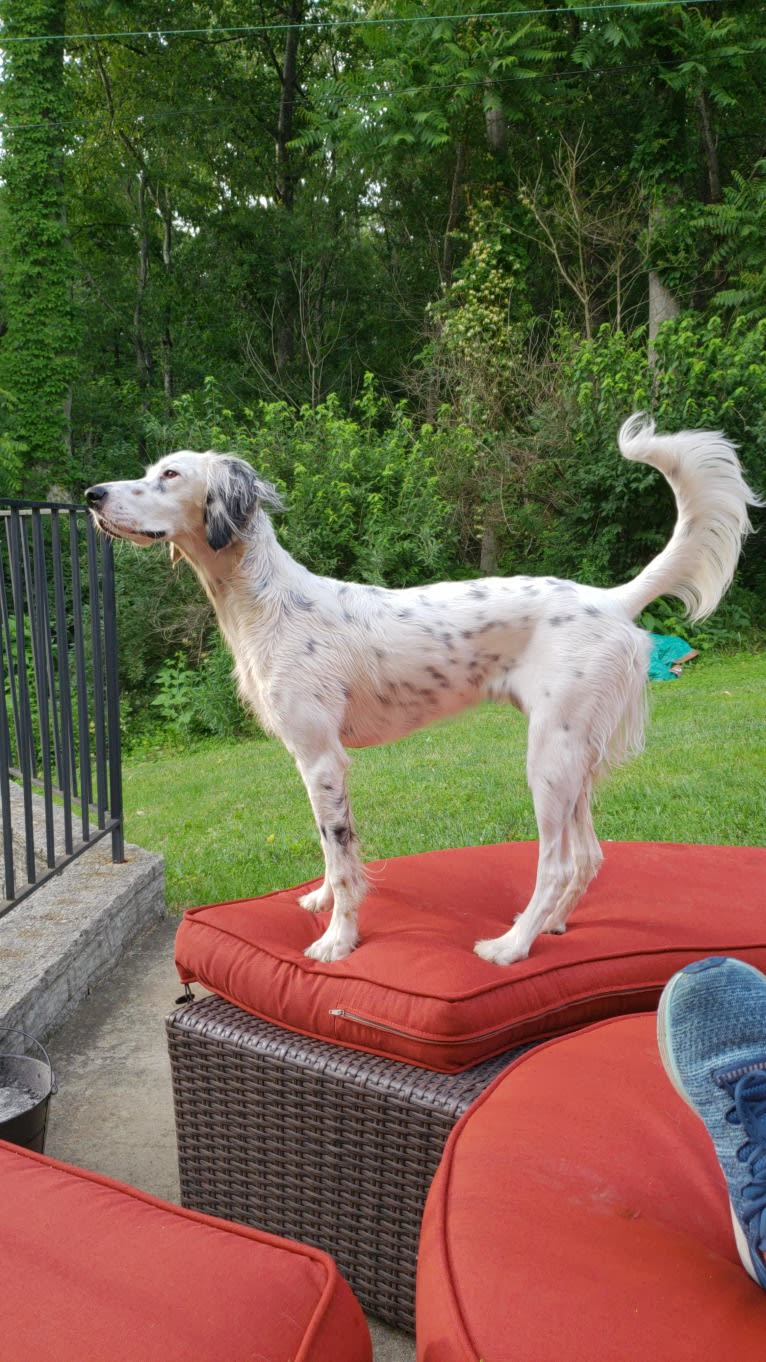 Lady, a Llewellin Setter tested with EmbarkVet.com