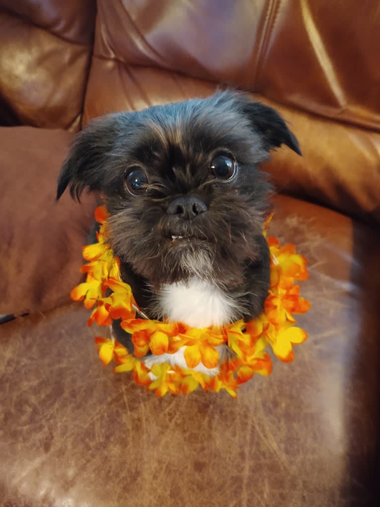 Polka Dot, a Shih Tzu and Chihuahua mix tested with EmbarkVet.com