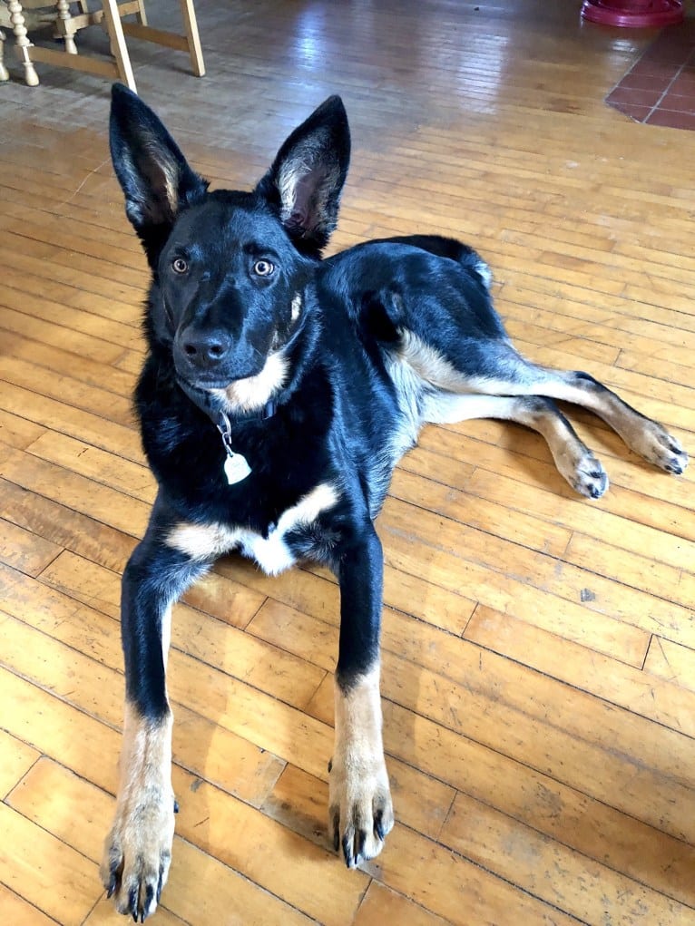 Emmett, a German Shepherd Dog and Australian Cattle Dog mix tested with EmbarkVet.com