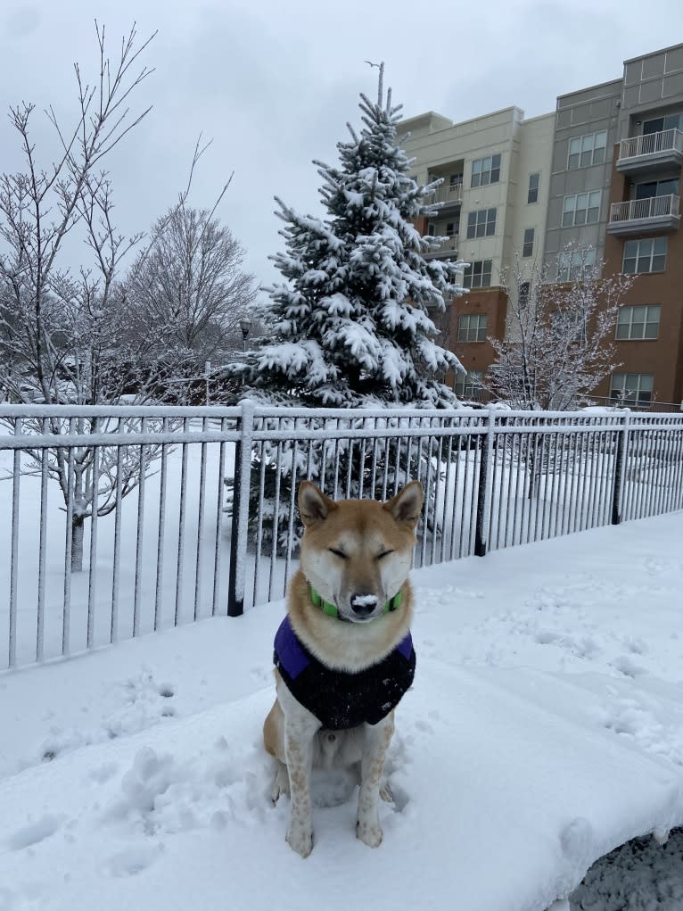 Owston, a Shiba Inu tested with EmbarkVet.com