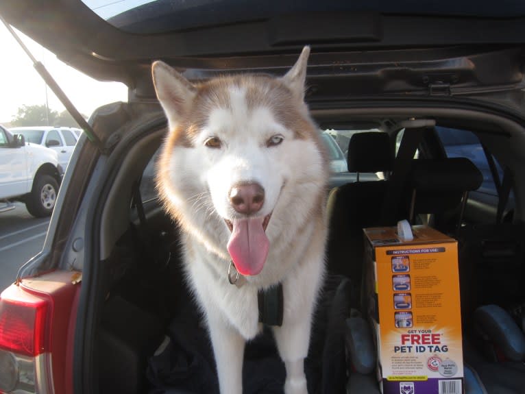 Leo, a Siberian Husky tested with EmbarkVet.com