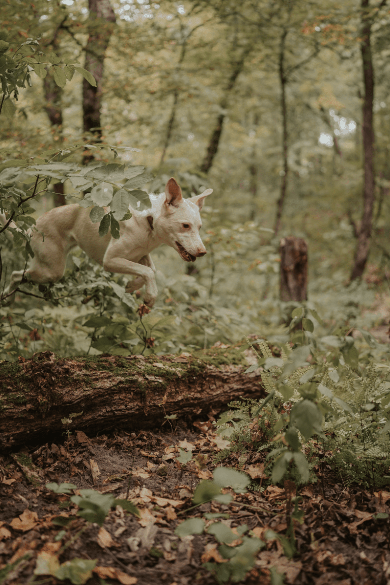 Aspen, an American Pit Bull Terrier and Siberian Husky mix tested with EmbarkVet.com