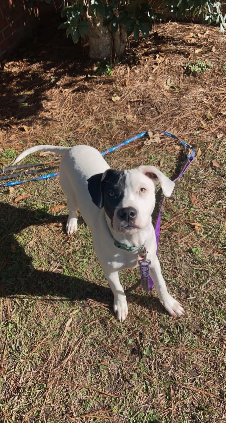 Arlo, an American Pit Bull Terrier and Catahoula Leopard Dog mix tested with EmbarkVet.com