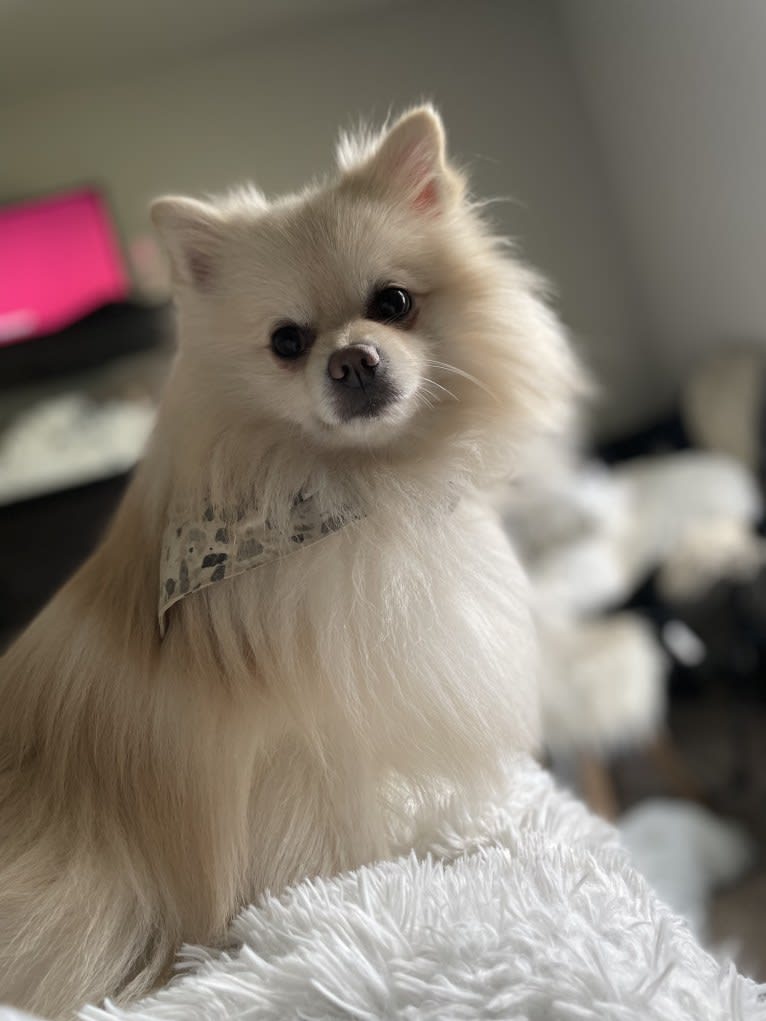 Koda, a Pomeranian tested with EmbarkVet.com