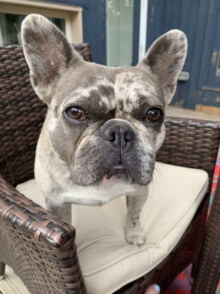 Maggie, a French Bulldog and Chihuahua mix tested with EmbarkVet.com