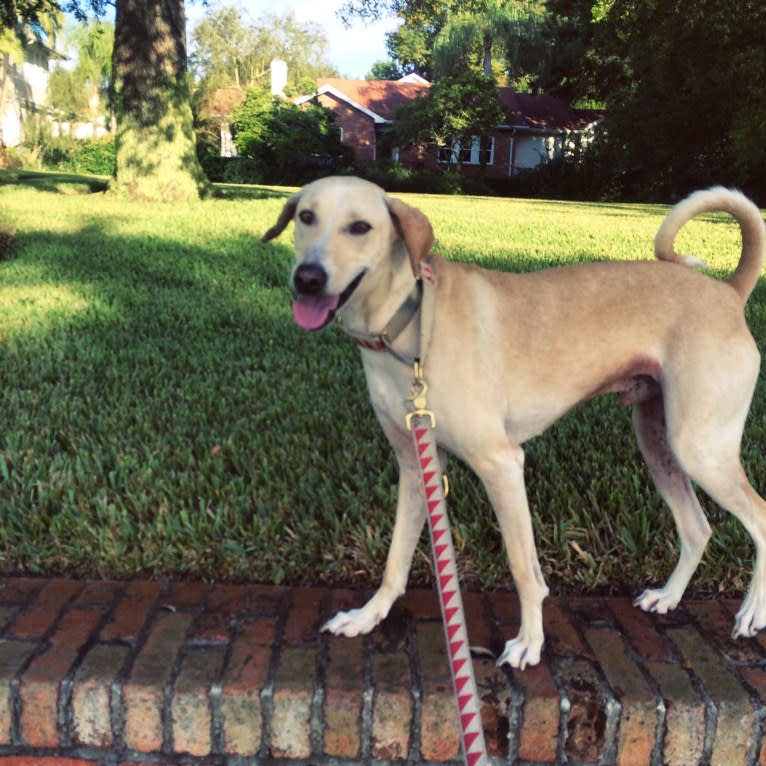 Surf, a West African Village Dog tested with EmbarkVet.com