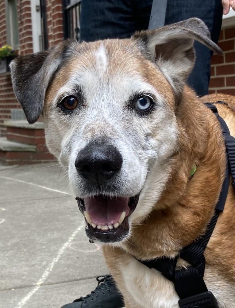 Bear, an Australian Cattle Dog and German Shepherd Dog mix tested with EmbarkVet.com