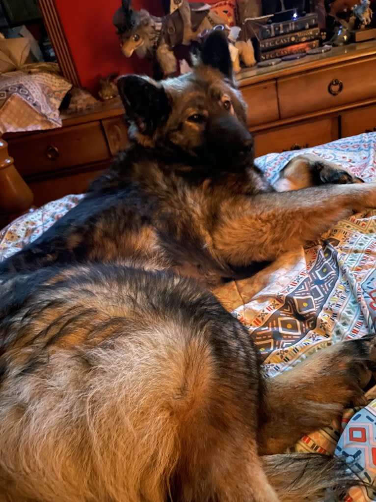 Xena, a German Shepherd Dog and Norwegian Elkhound mix tested with EmbarkVet.com