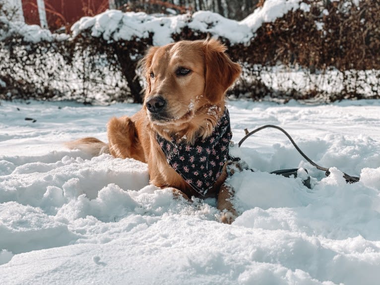 Marley, a Golden Retriever tested with EmbarkVet.com