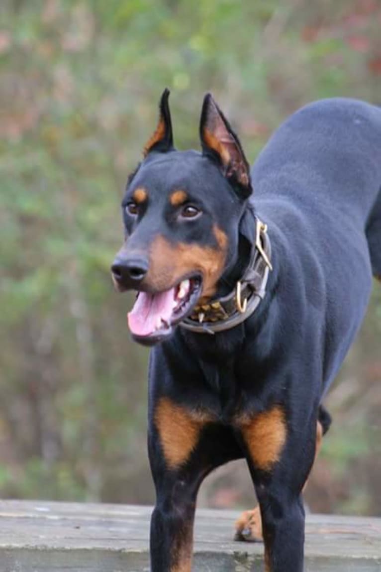 Riku, a Doberman Pinscher tested with EmbarkVet.com