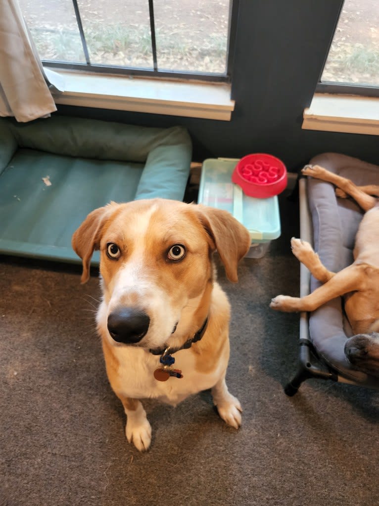 Charlemagne, an Australian Cattle Dog and Beagle mix tested with EmbarkVet.com