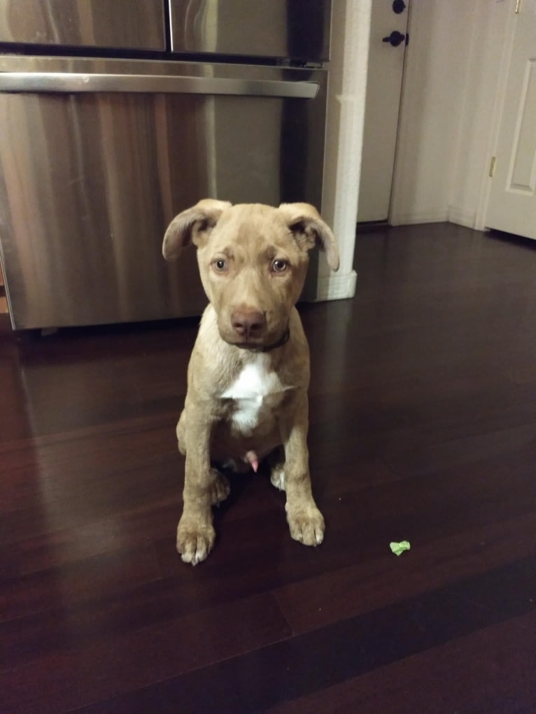 Toronto, a German Shepherd Dog and American Pit Bull Terrier mix tested with EmbarkVet.com