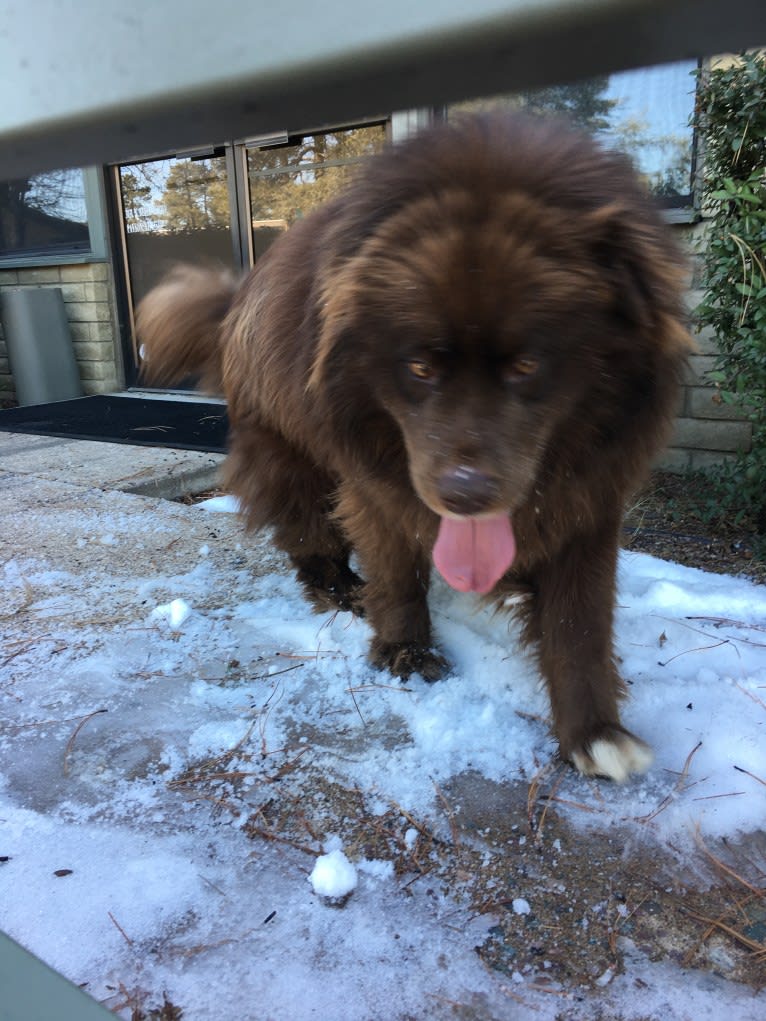 Rosey, a Newfoundland and Siberian Husky mix tested with EmbarkVet.com