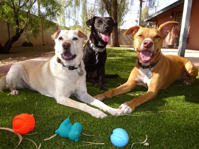 Doc, a Chihuahua and American Pit Bull Terrier mix tested with EmbarkVet.com