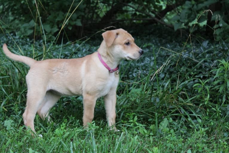 Fizz, a Carolina Dog tested with EmbarkVet.com