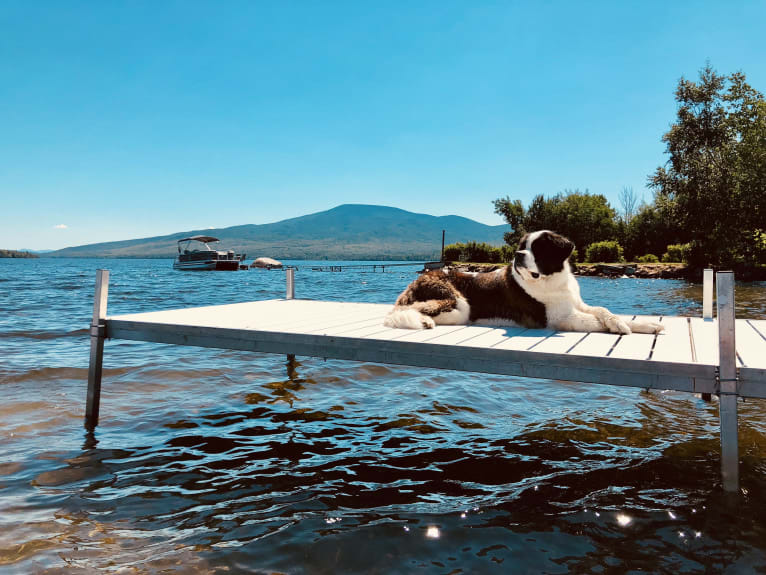 Sully, a Saint Bernard tested with EmbarkVet.com